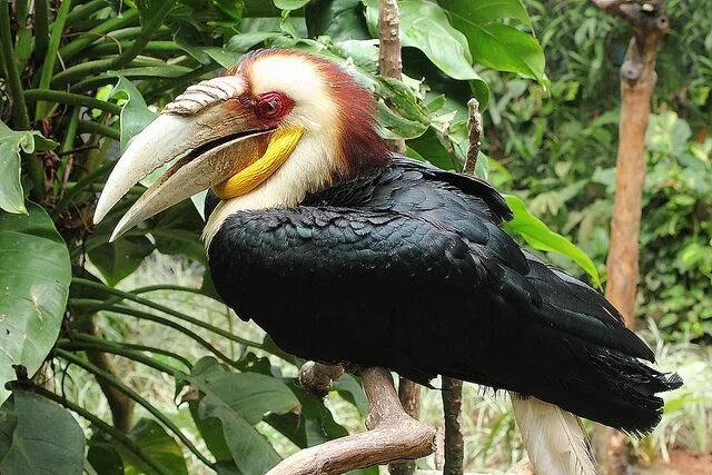 Птица носорог фото Пин от пользователя Ernesto Vallejos на доске Aves: Tucanes y hornbill Калан