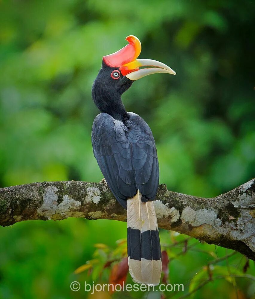 Птица носорог фото El cálao rinoceronte/Rhinoceros Hornbill (Buceros rhinoceros), © Bjorn Olesen