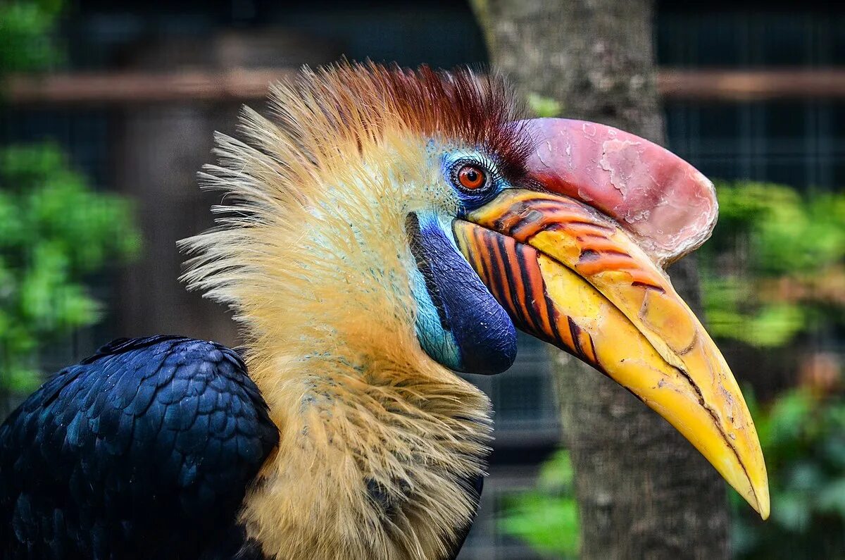 Птица носорог фото Fichier:Aceros cassidix (Knobbed Hornbill - Helmhornvogel) - Weltvogelpark Walsr