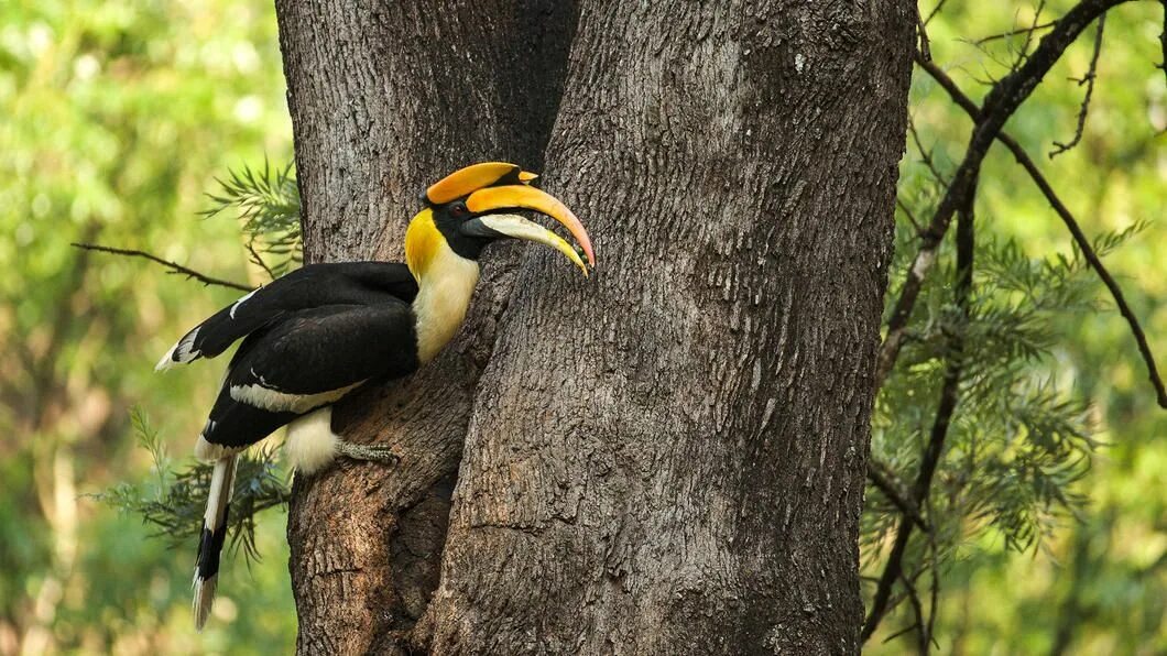 Птица носорог фото Snake Bird' and 'Mountain Echo': What Traditional Names Teach Us About Birds Tra