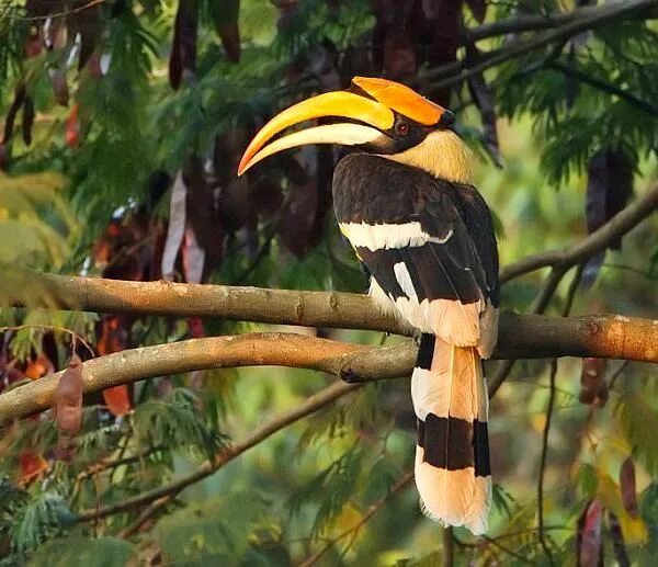 Птица носорог фото Great Hornbill (buceros bicornis)