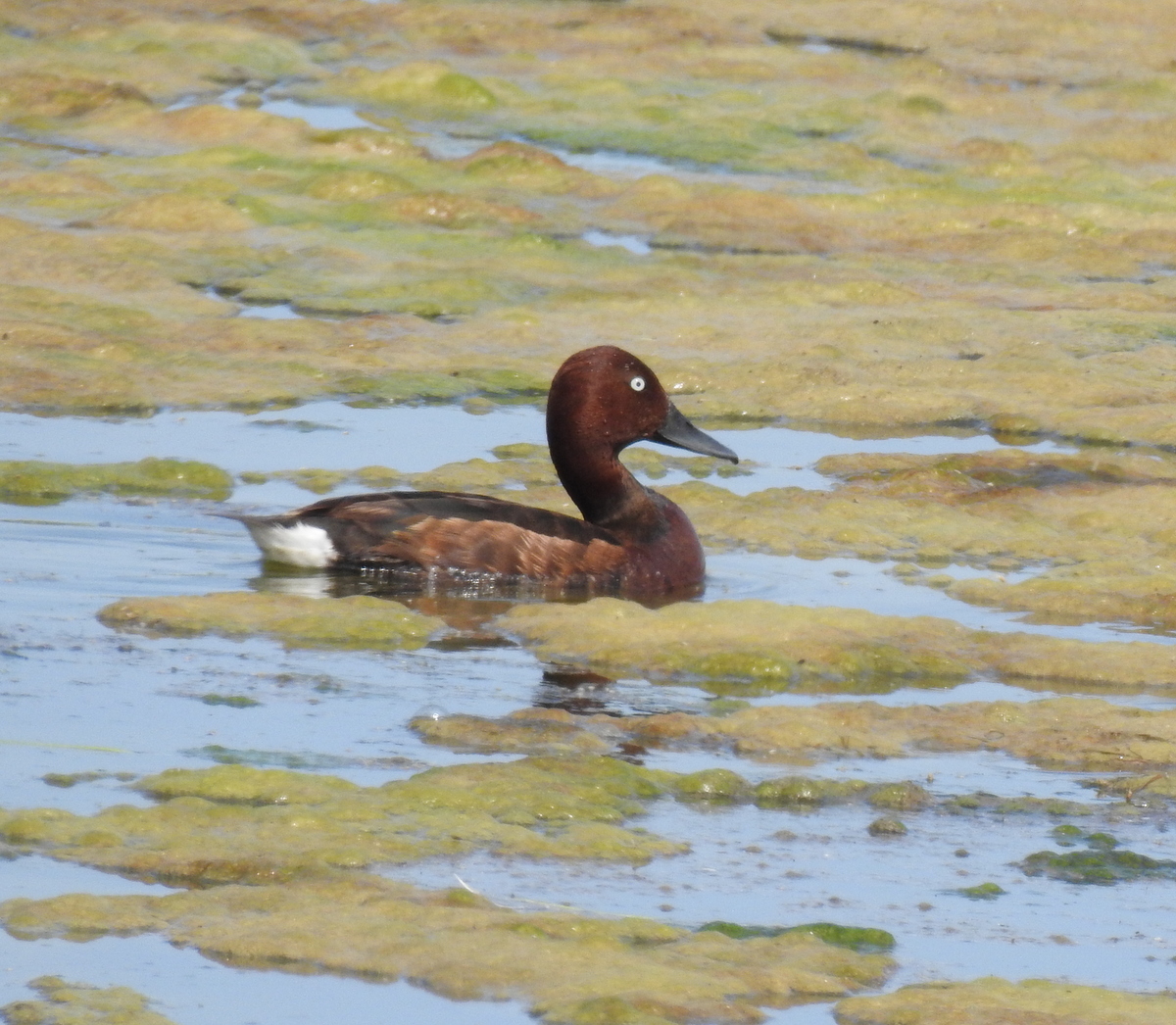 Птица нырок фото и описание Ferruginous Duck (Aythya nyroca). Birds of Kyrgyzstan.