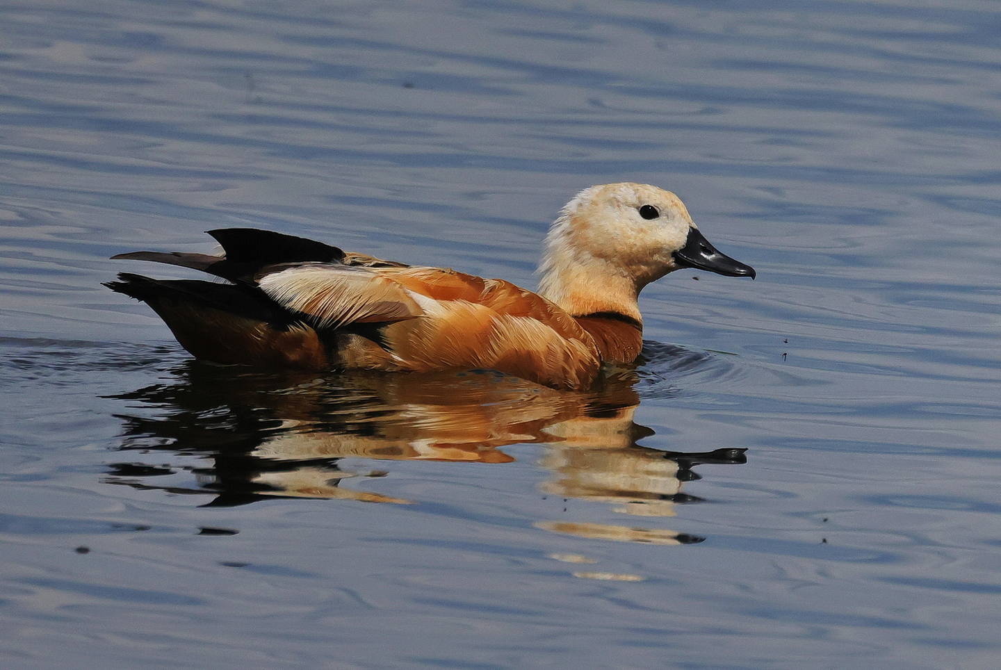 Птица огарь фото и описание Ruddy Shelduck (Tadorna ferruginea). Birds of Siberia.