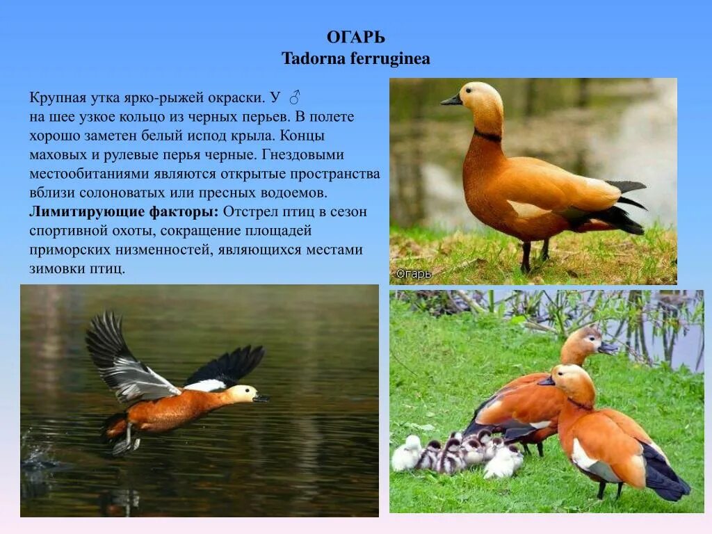 Птица огарь фото и описание PPT - ОХРАНА ПРИРОДЫ PowerPoint Presentation, free download - ID:5952219