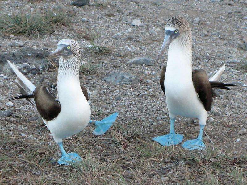 Птица олуша фото Birds show surprising resilience in the face of natural stresses