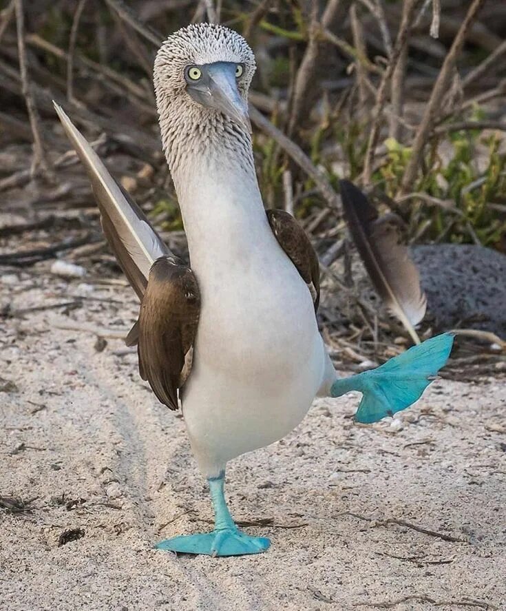 Птица олуша фото Łukasz Sakowski (totylkoteoria.pl) on Twitter Blue footed booby, Nature photogra