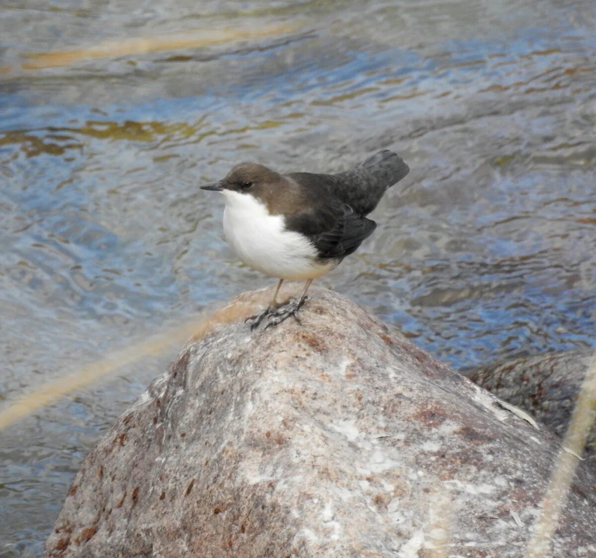 Птица оляпка фото и описание Eurasian Dipper (Cinclus cinclus). Birds of Kyrgyzstan.