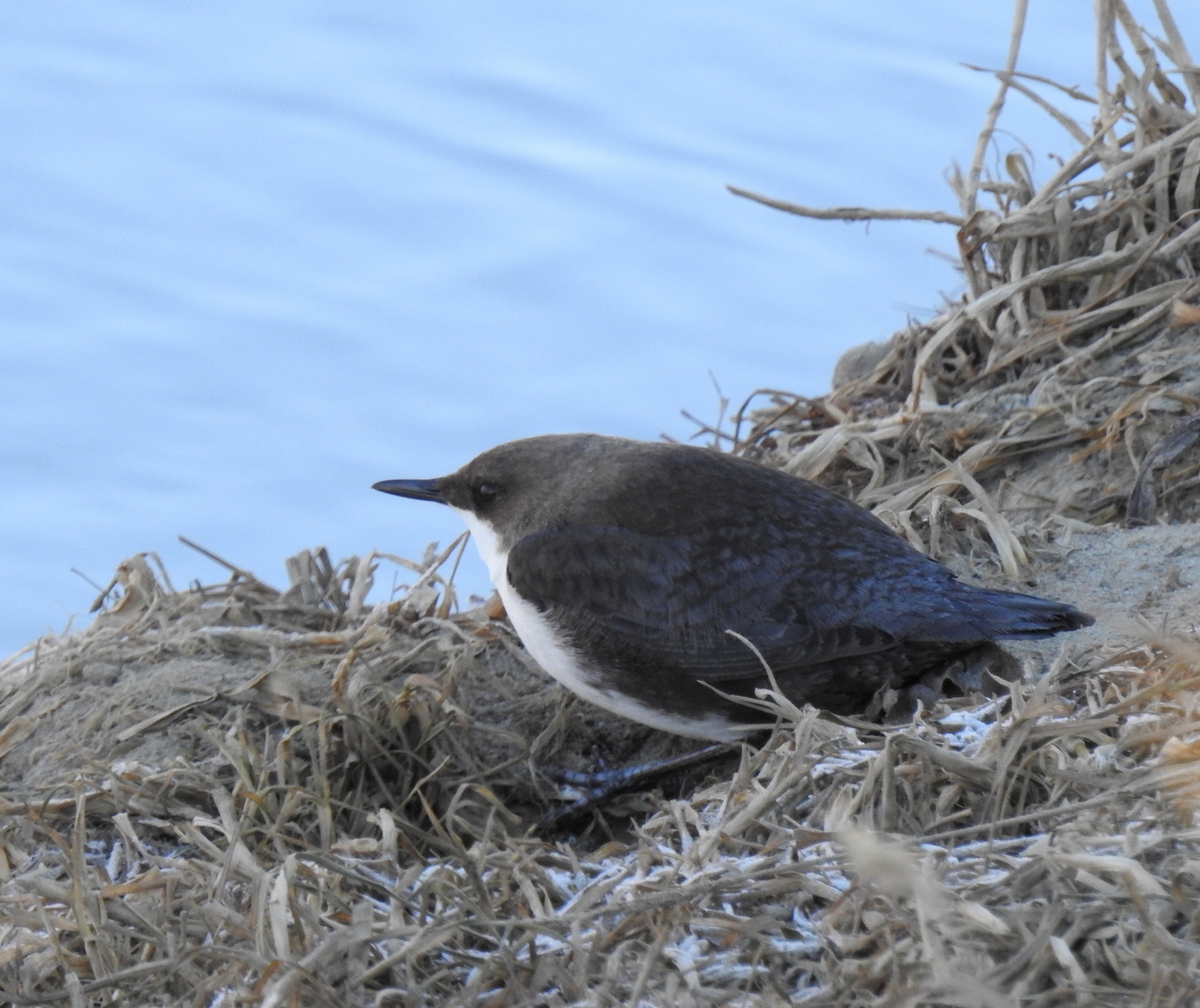 Птица оляпка фото и описание Eurasian Dipper (Cinclus cinclus). Birds of Kyrgyzstan.