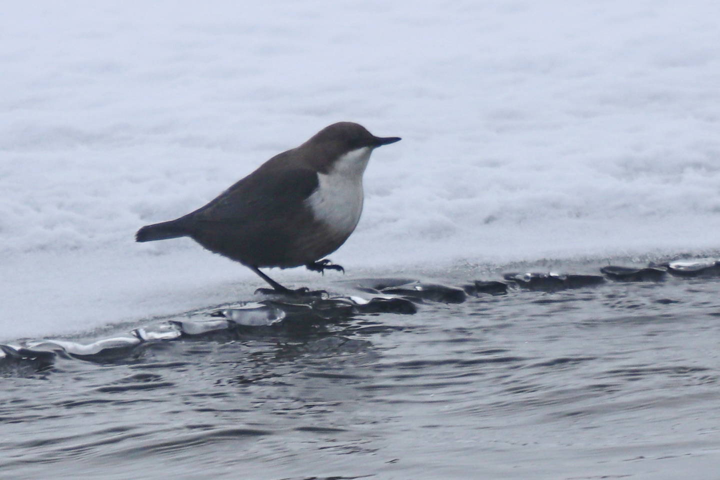 Птица оляпка фото и описание Eurasian Dipper (Cinclus cinclus). Birds of Siberia.