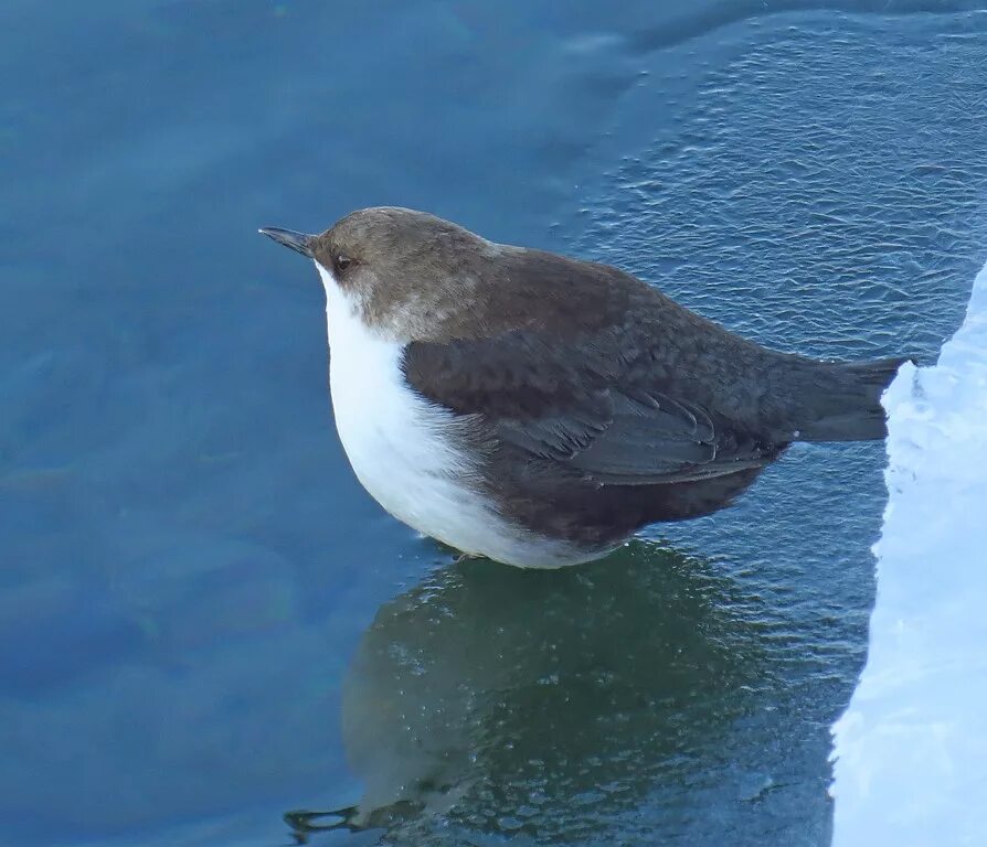 Птица оляпка фото и описание Eurasian Dipper (Cinclus cinclus). Birds of Siberia.