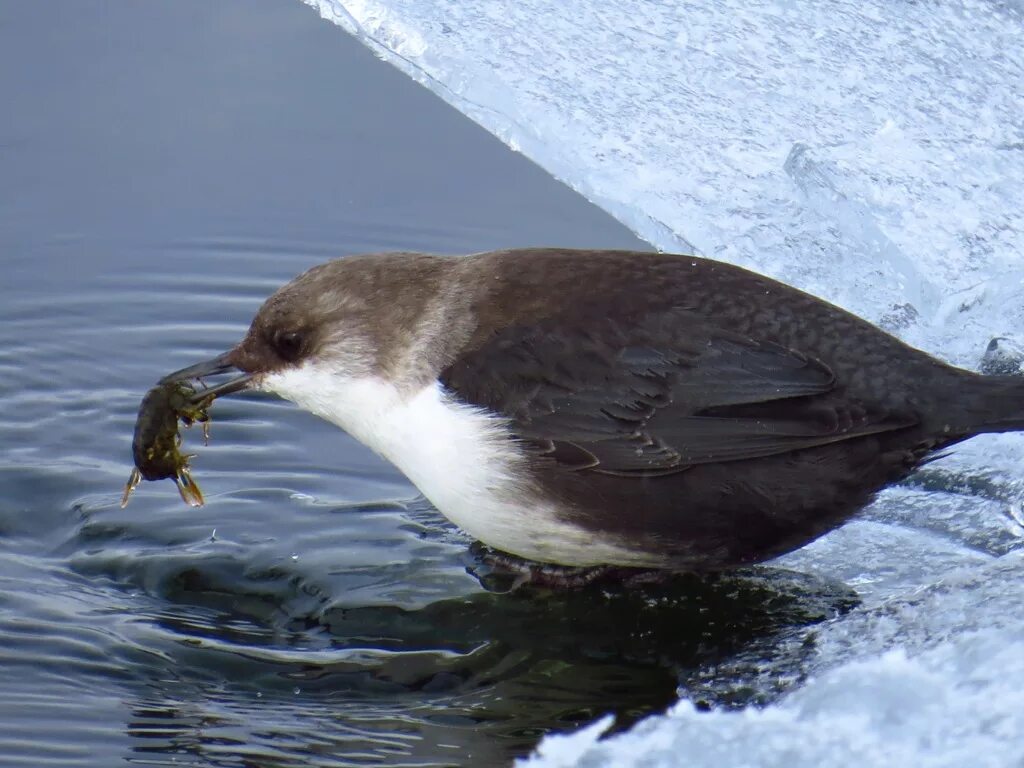 Птица оляпка фото и описание Eurasian Dipper (Cinclus cinclus). Birds of Siberia.