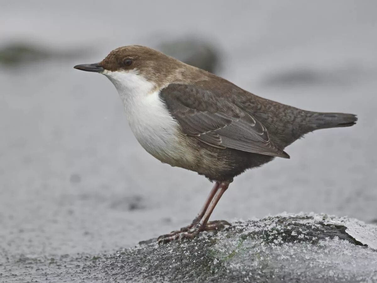 Птица оляпка фото и описание Eurasian Dipper (Cinclus cinclus). Birds of Siberia.