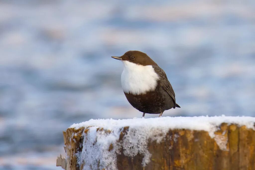 Птица оляпка фото и описание Eurasian Dipper (Cinclus cinclus) Dmitrij Andreev Flickr