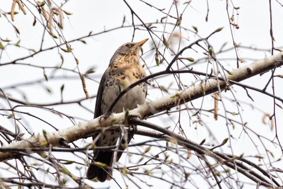 Птица омска фото Fieldfare (Turdus pilaris). Birds of Siberia.