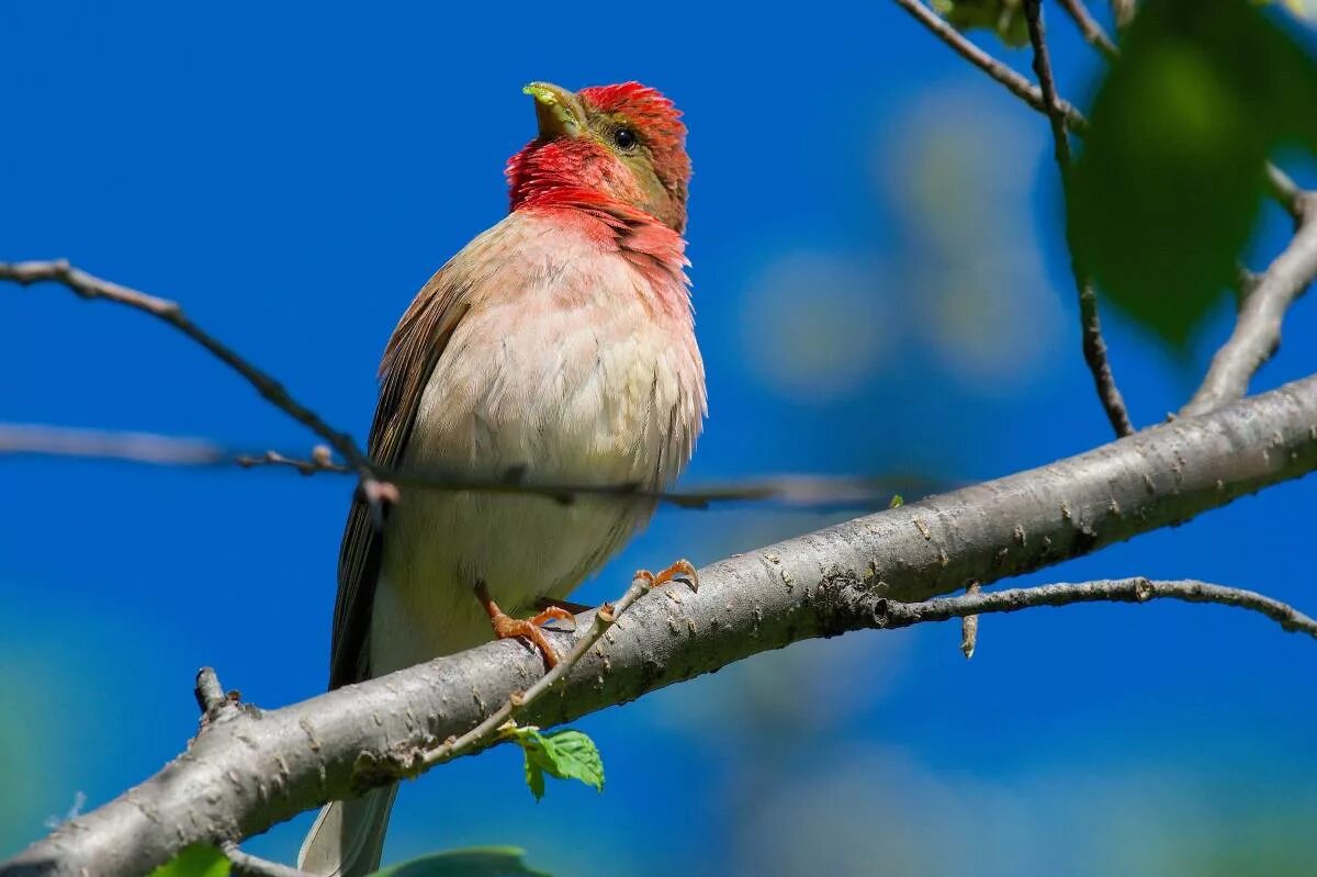 Птица омска фото Обыкновенная чечевица (Carpodacus erythrinus). Птицы Сибири.