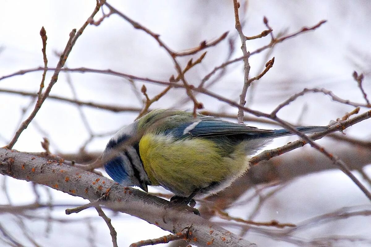 Птица омска фото Blue Tit (Parus caeruleus). Birds of Siberia.