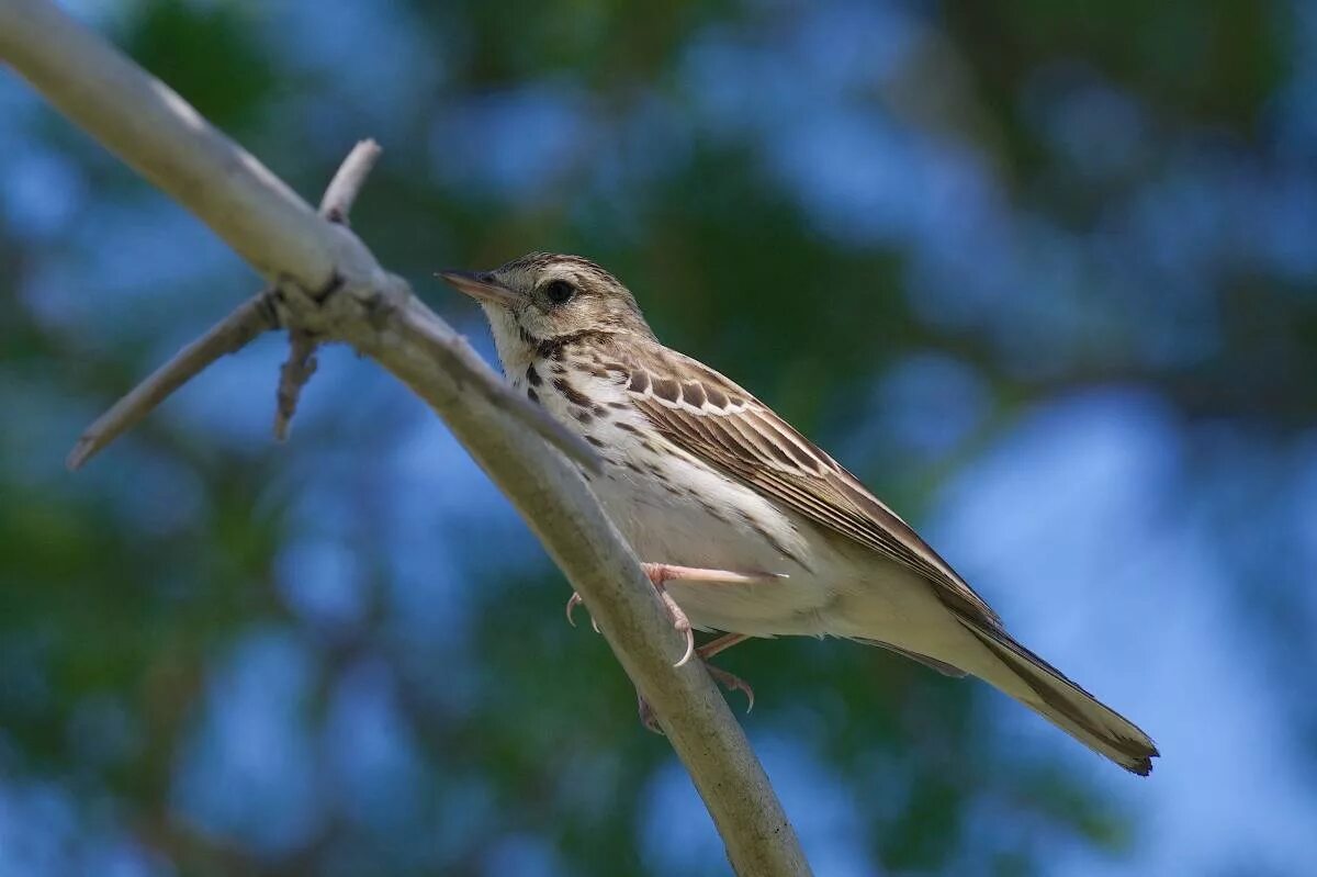 Птица омска фото Лесной конёк (Anthus trivialis). Птицы Сибири.