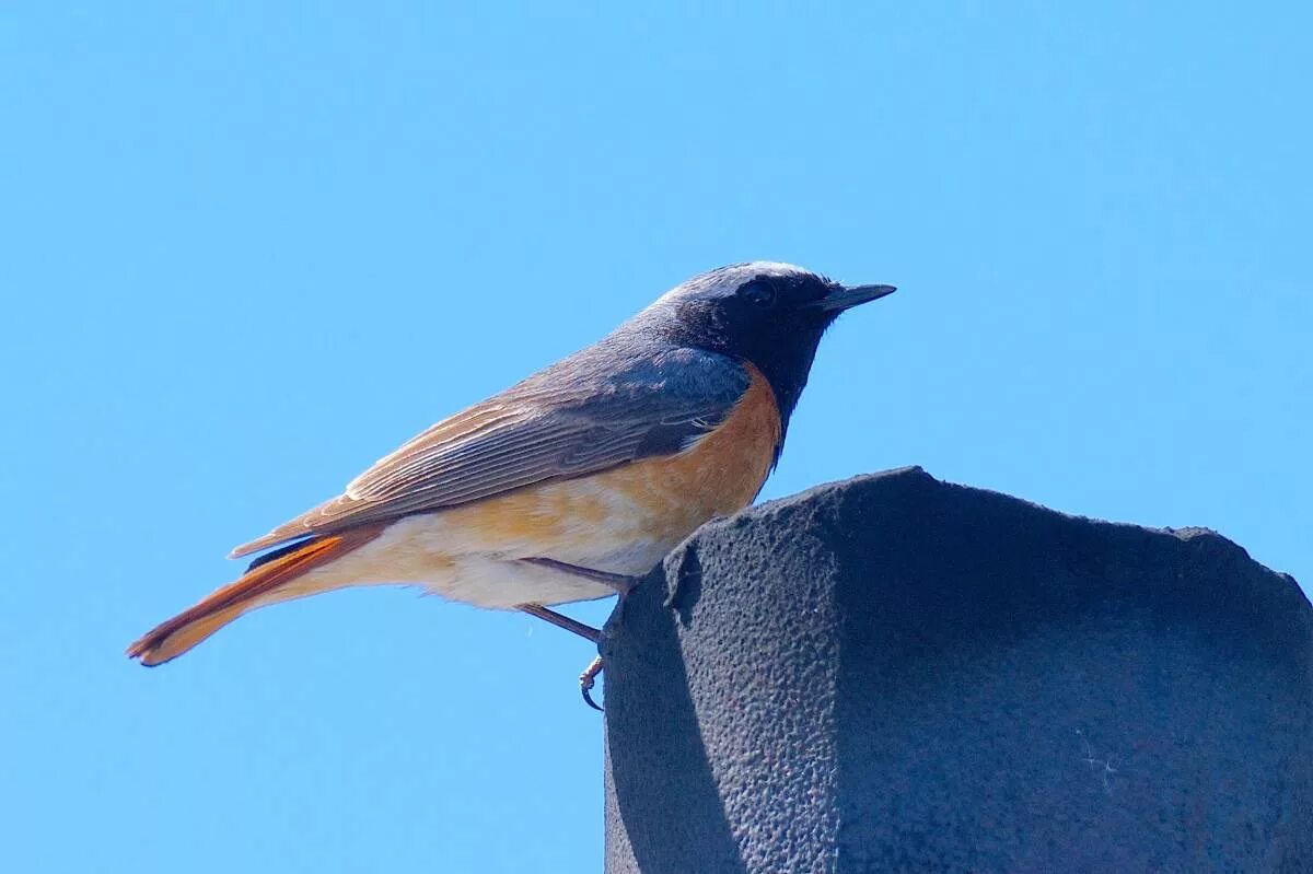 Птица омска фото Eurasian Redstart (Phoenicurus phoenicurus). Birds of Siberia.