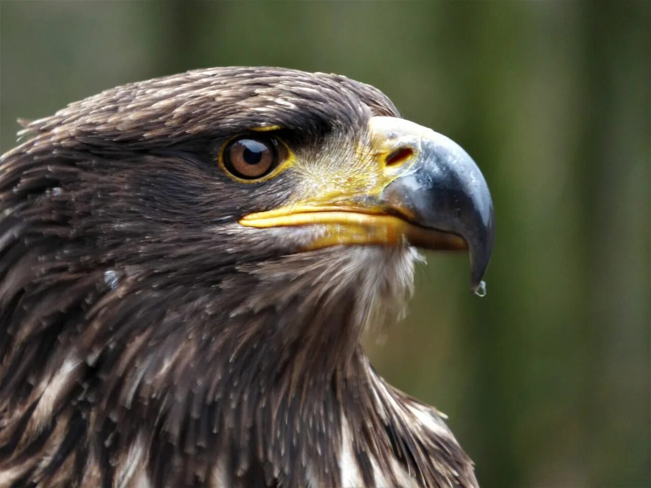 Птица орел фото и картинки Více než 30 obrázků na téma Orel+Stepní a Orel zdarma Bird, Eagle, Grey eagle