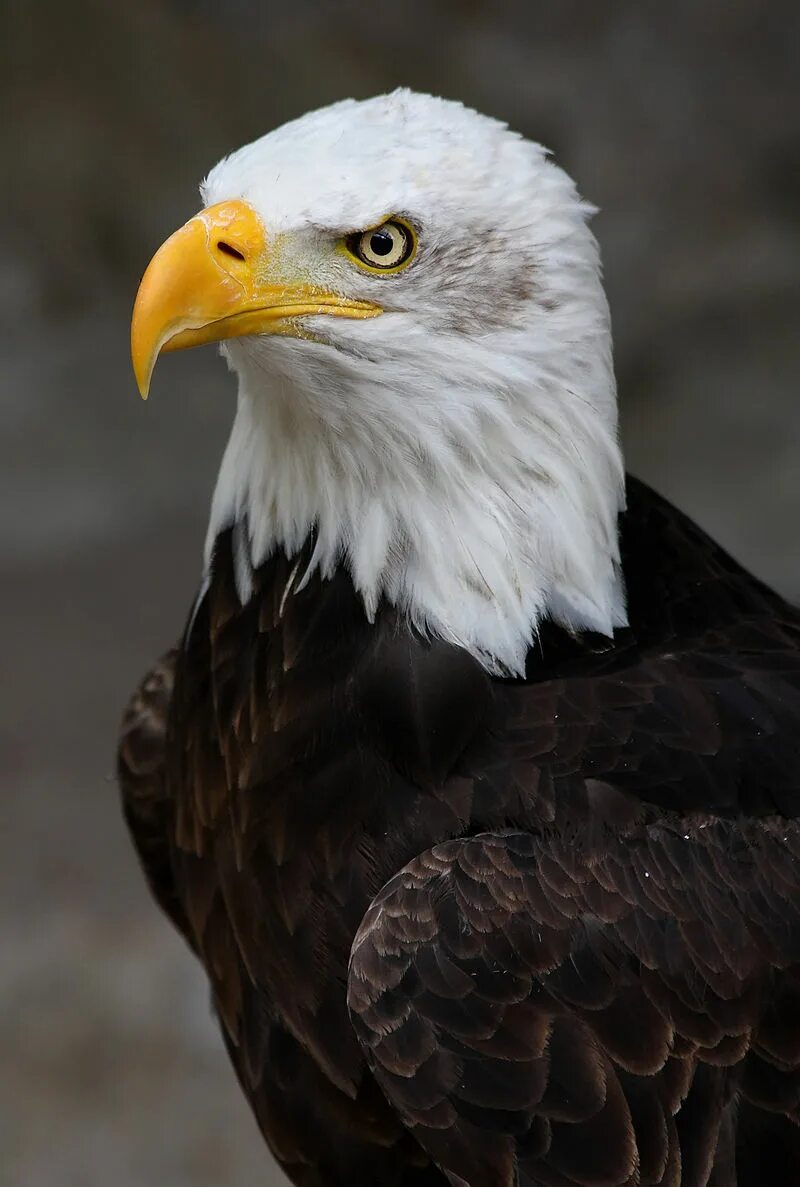 Птица орел фото и картинки File:Weisskopf Seeadler haliaeetus leucocephalus 9 amk.jpg - Wikipedia