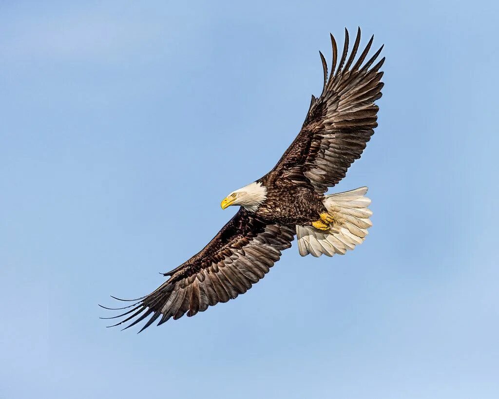 Птица орел фото и картинки Soaring Bald eagle, Birds of prey, Eagle