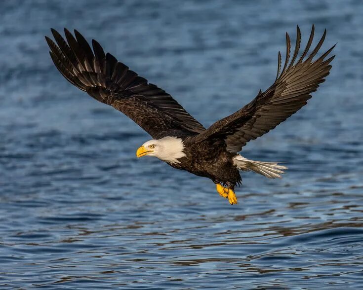 Птица орел фото и картинки Bald Eagle Fly By Bald eagle, Wildlife photography, Eagle