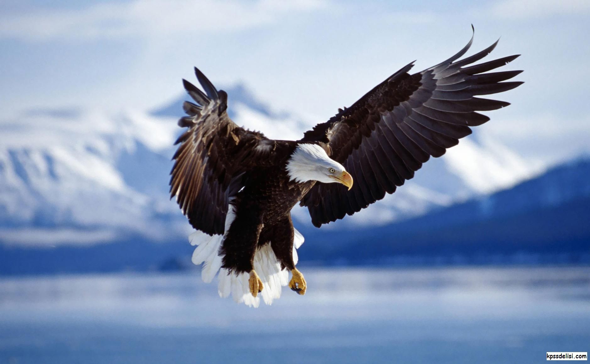 Птица орел фото и картинки Kartal Resimleri Bald eagle, Eagle wallpaper, Animal wallpaper