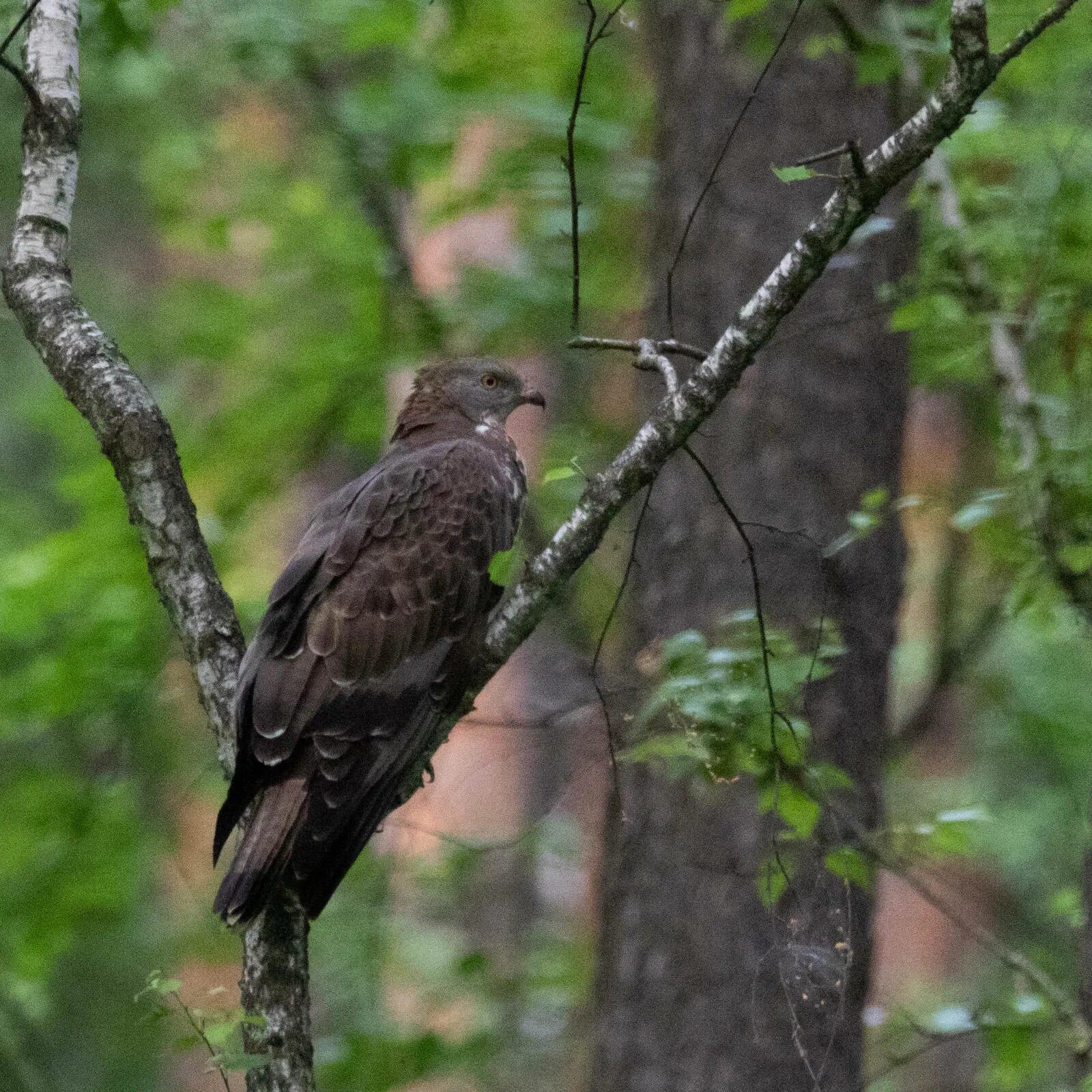 Птица осоед фото Обыкновенный осоед (Pernis apivorus). Птицы Сибири.