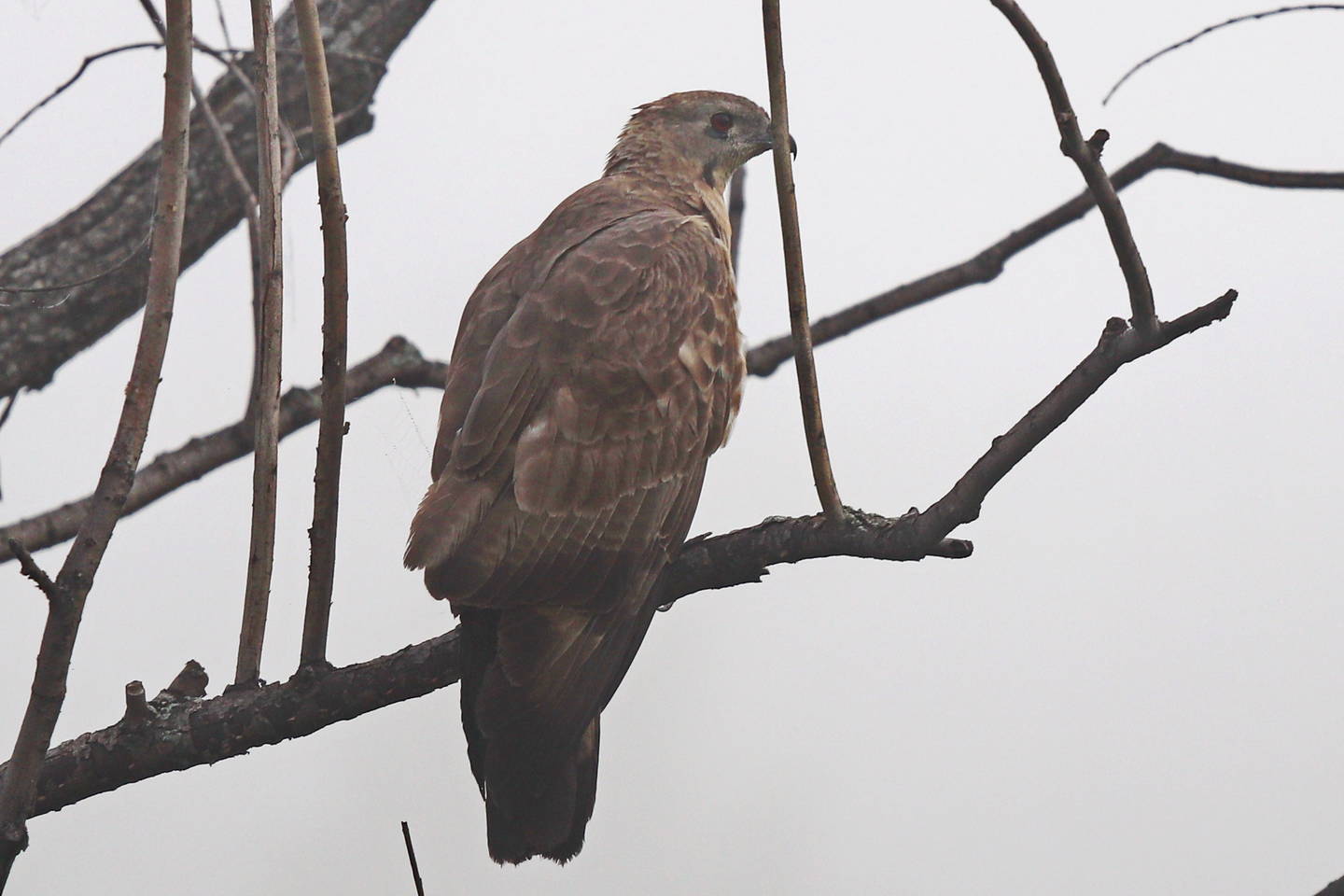 Птица осоед фото Crested Honey-buzzard (Pernis ptilorhynchus). Birds of Siberia.