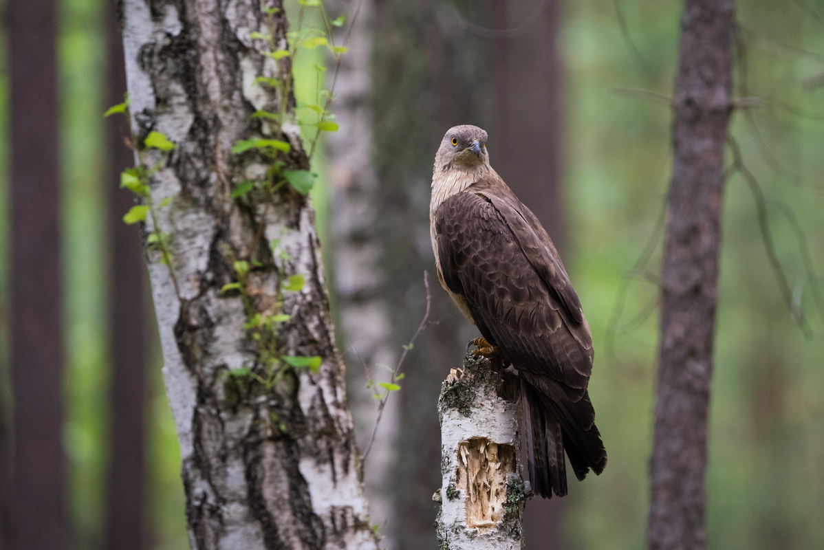 Птица осоед фото Обыкновенный осоед (Pernis apivorus). Птицы Сибири.