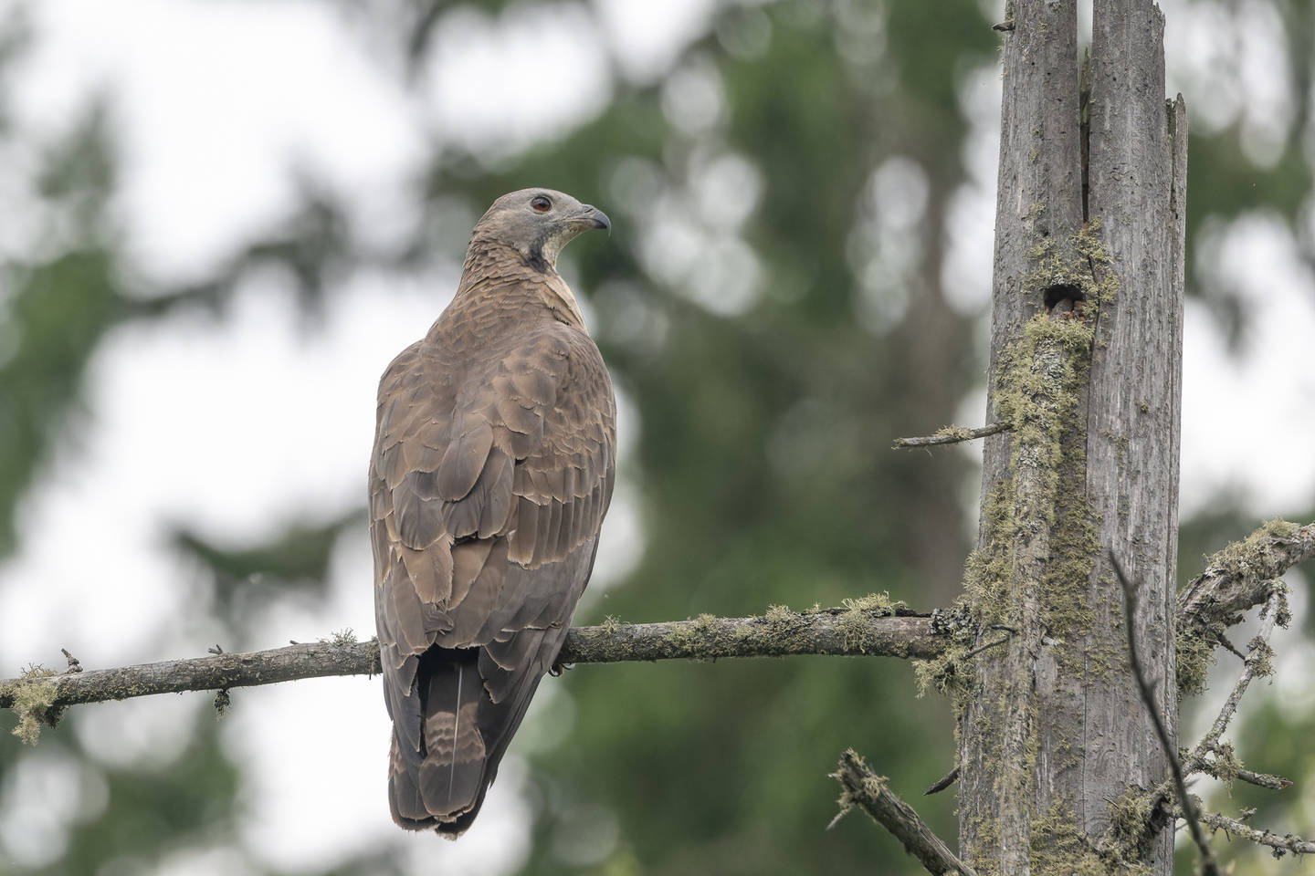 Птица осоед фото Хохлатый осоед (Pernis ptilorhynchus). Птицы Сибири.