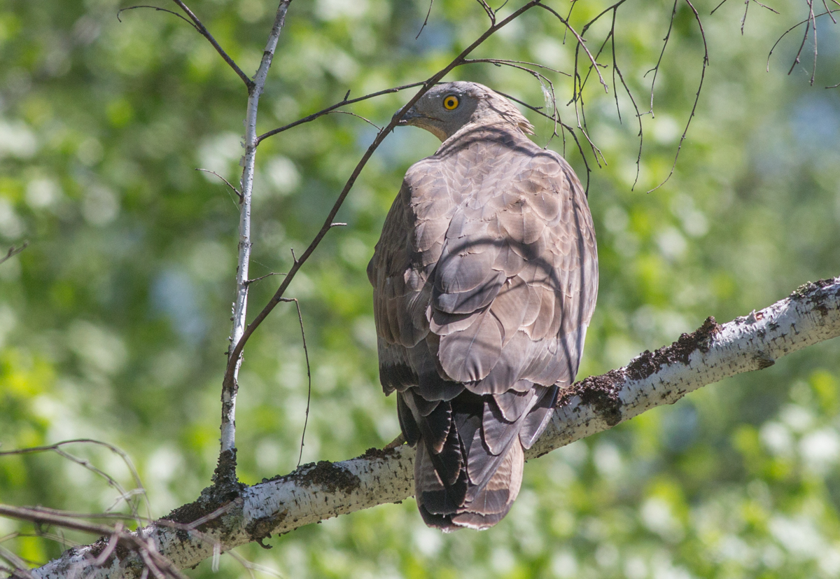 Птица осоед фото Eurasian Honey-Buzzard (Pernis apivorus). Birds of Siberia.