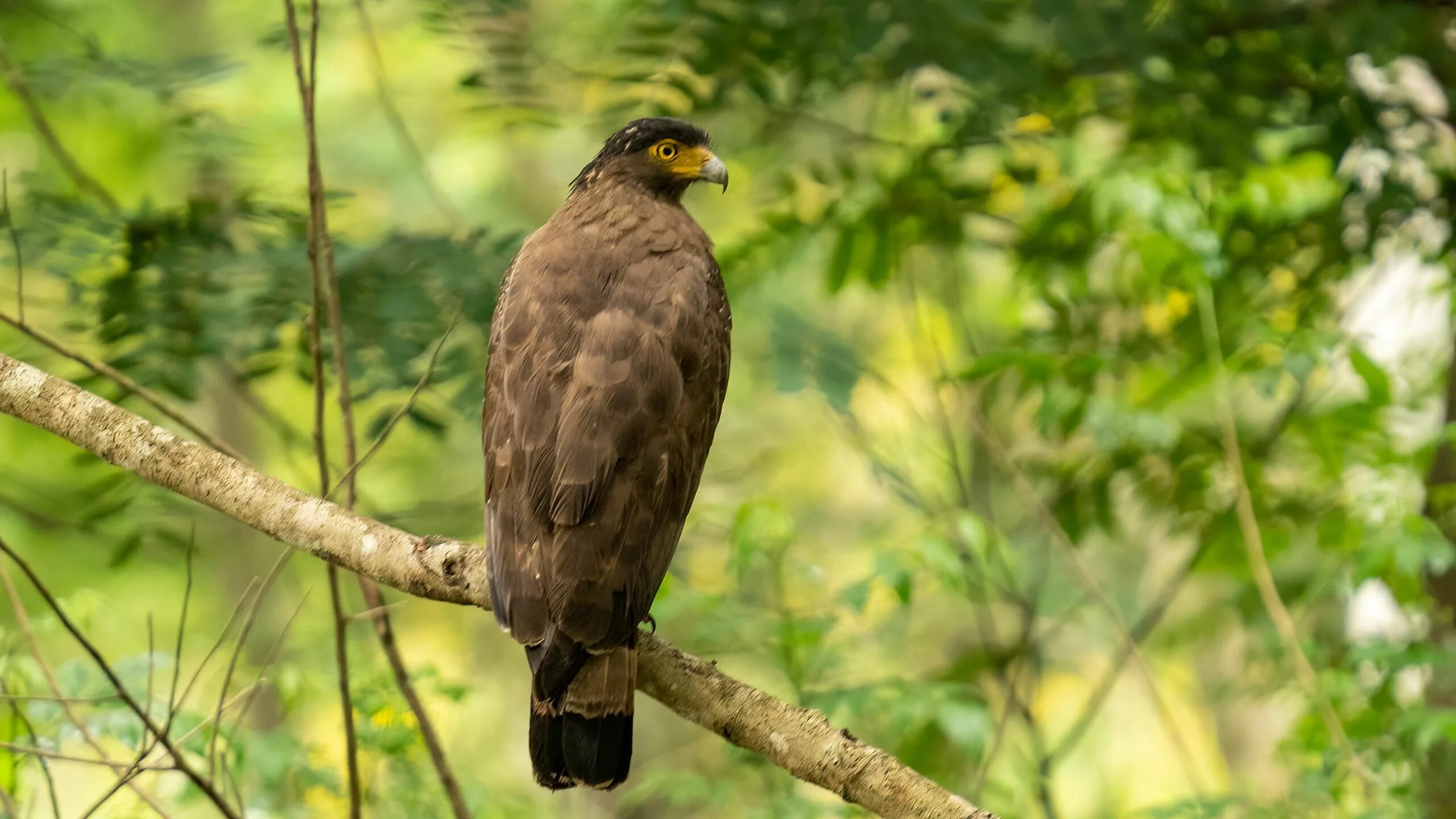 Птица осоед фото Download wallpaper 2560x1440 pern, bird, branch, wildlife widescreen 16:9 hd bac