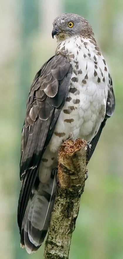 Птица осоед фото Eurasian Honey Buzzard (Pernis apivorus), It is sometimes seen soaring in therma