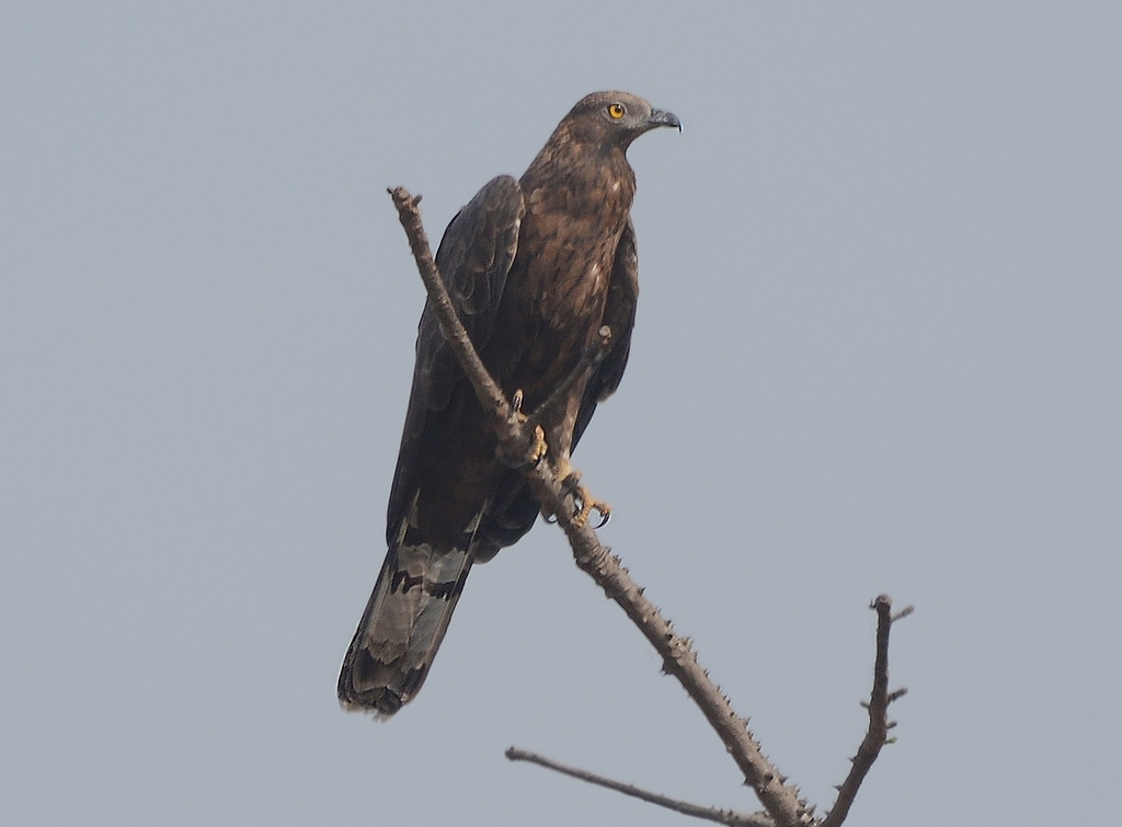 Птица осоед фото Хохлатый осоед (Фауна Казахстана) - iNaturalist