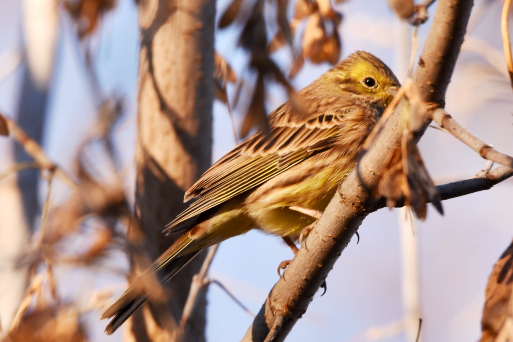 Птица овсянка фото и описание Обыкновенная овсянка (Emberiza citrinella). Птицы Сибири.