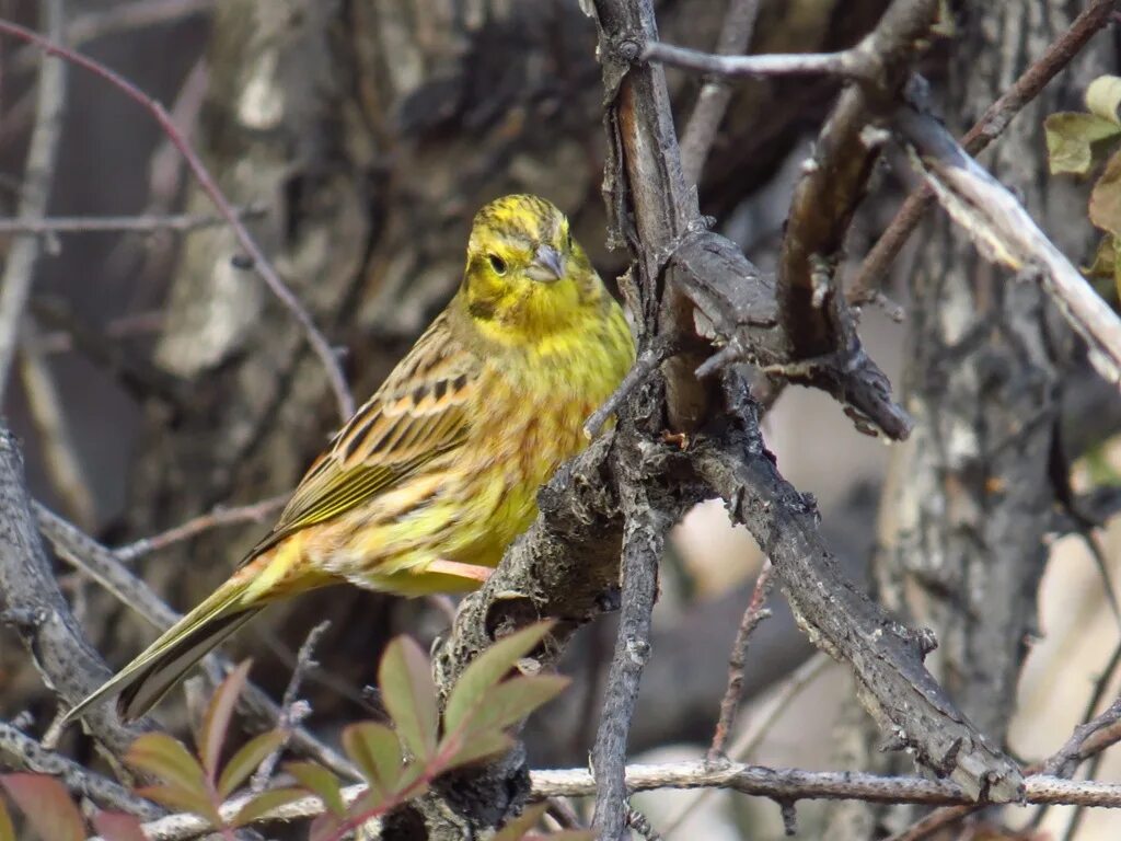 Птица овсянка фото и описание Yellowhammer (Emberiza citrinella). Birds of Siberia.