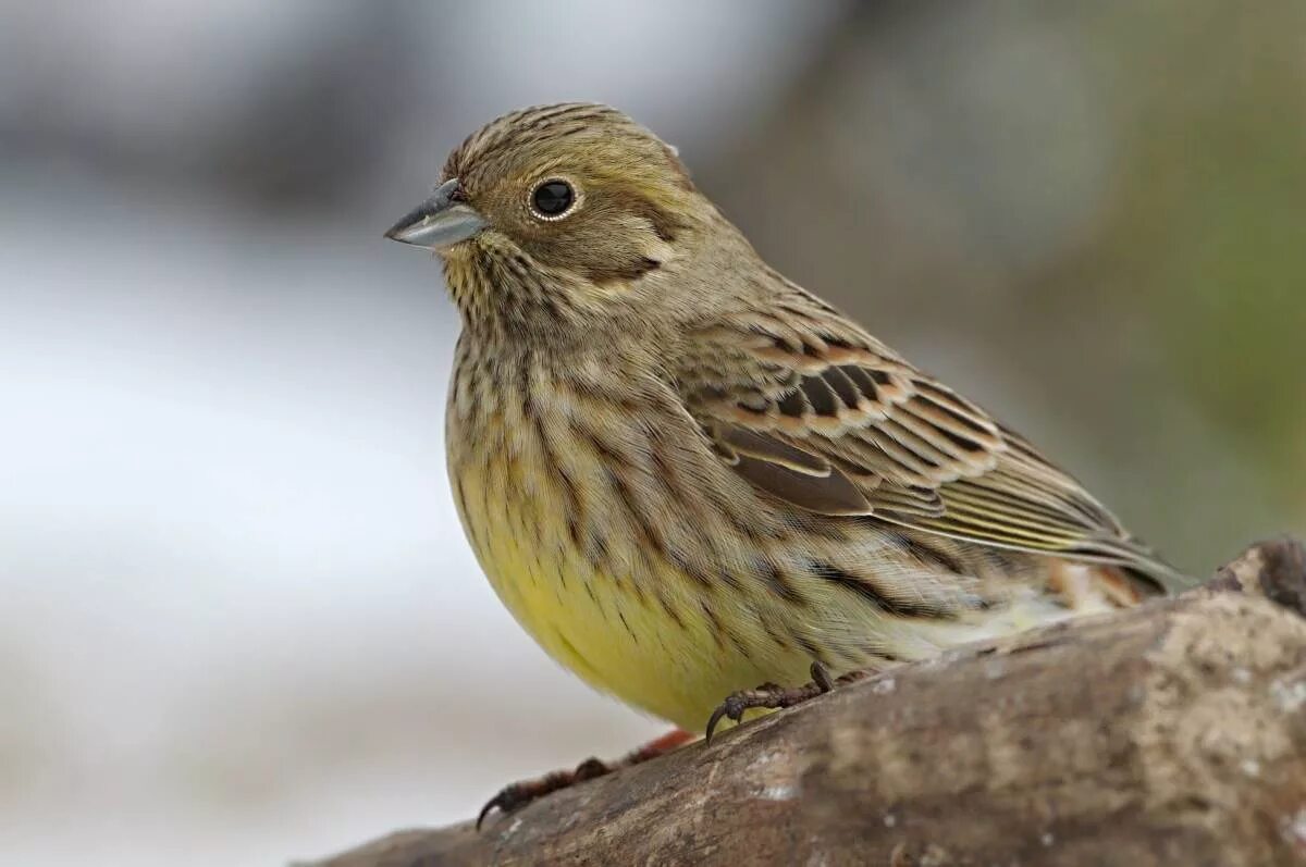 Птица овсянка фото и описание Yellowhammer (Emberiza citrinella). Birds of Siberia.