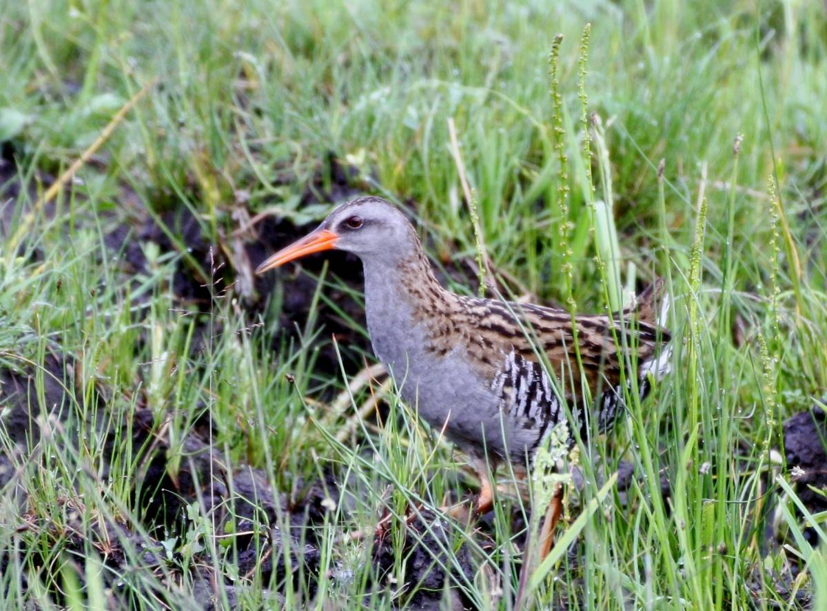 Птица пастушка фото Восточный пастушок (Rallus indicus). Птицы Сибири.