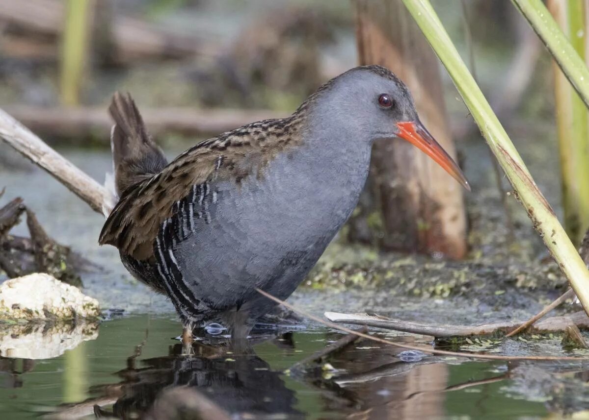 Птица пастушка фото Water Rail (Rallus aquaticus). Birds of Siberia.