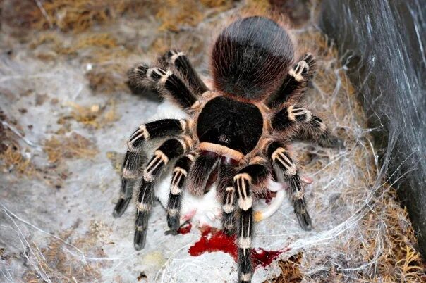 Птица паук фото Brachypelma boehmei. Фотография из альбома Мои Мегаломорфы - 3 из 25 ВКонтакте