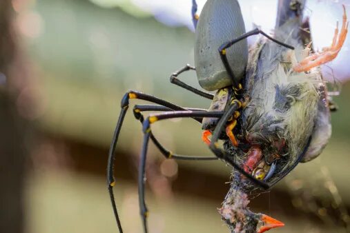 Птица паук фото Golden Orb Weaver Spider Eating Finch-foton och fler bilder på Spindel - Arachni