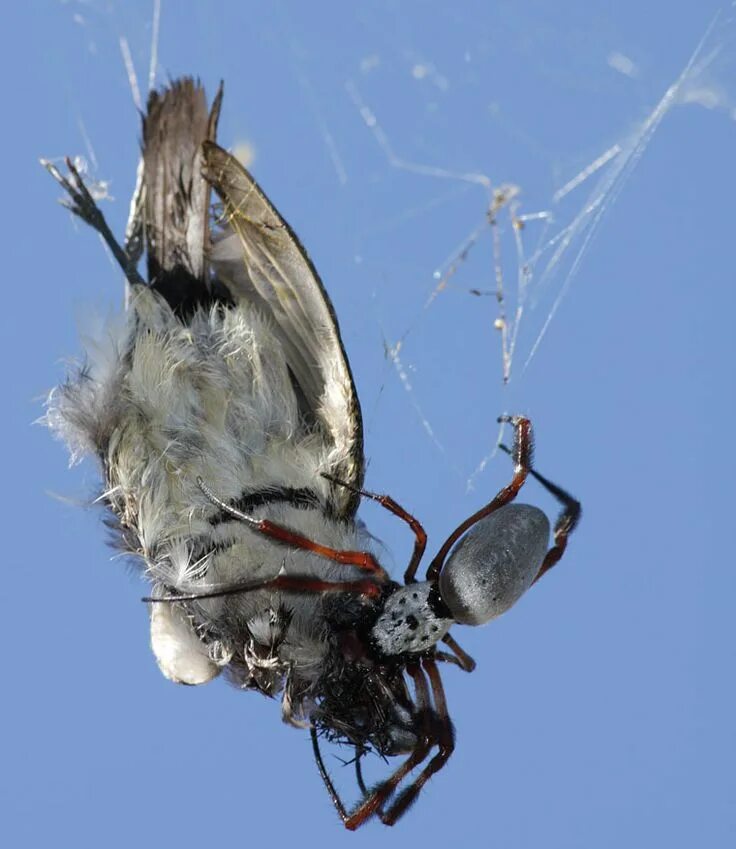 Птица паук фото Gorgeous Golden Orb Weaver Spider