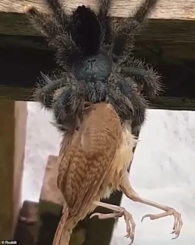 Птица паук фото Spidey snack! Massive tarantula feasts on a whole BIRD in disturbing footage Dai