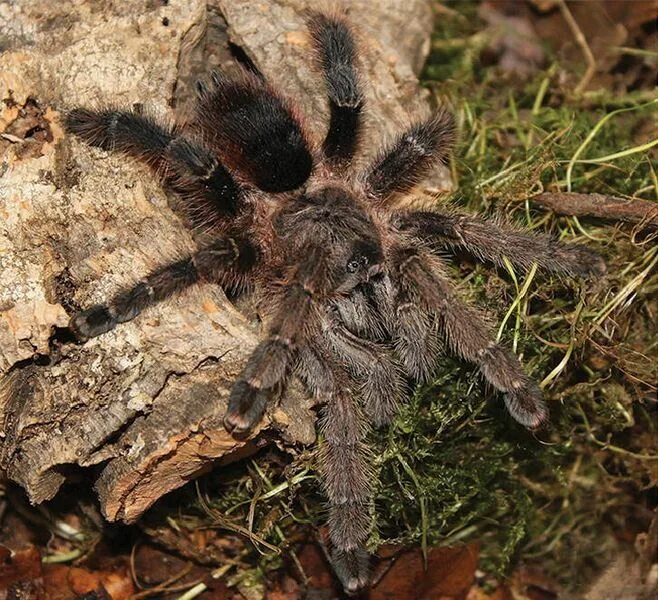 Птица паук фото File:Avicularia merianae female ZK199.jpg - Wikipedia