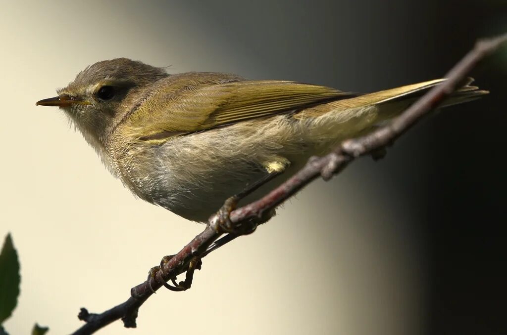 Птица пеночка фото и описание Common Chiffchaff (Phylloscopus collybita). Birds of Siberia.