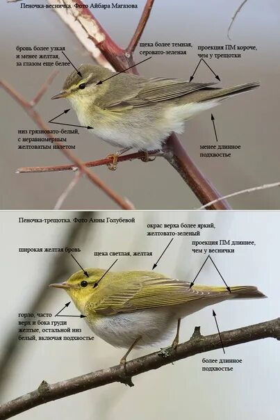 Птица пеночка фото и описание Картинки с сайта "Птицы Казахстана": https://kz.birds.watch/#Полезное@birdslover