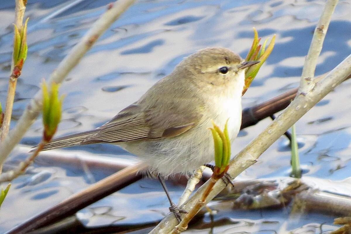 Птица пеночка фото и описание Common Chiffchaff (Phylloscopus collybita). Birds of Siberia.