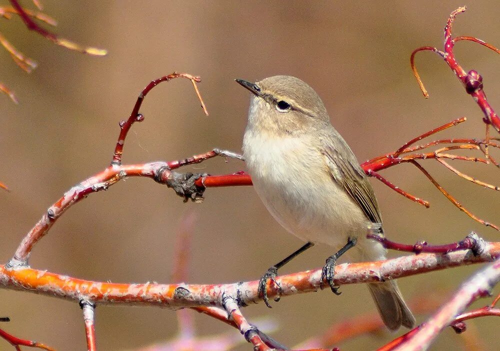 Птица пеночка фото и описание Пеночка-теньковка (Phylloscopus collybita) - Фото № 1365904