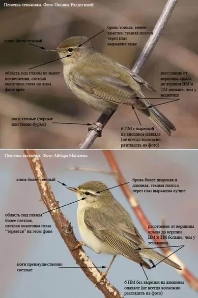 Птица пеночка фото и описание Определяем пеночку-теньковку и пеночку-весничку. 2021 Кафедра "Зоология и эколог